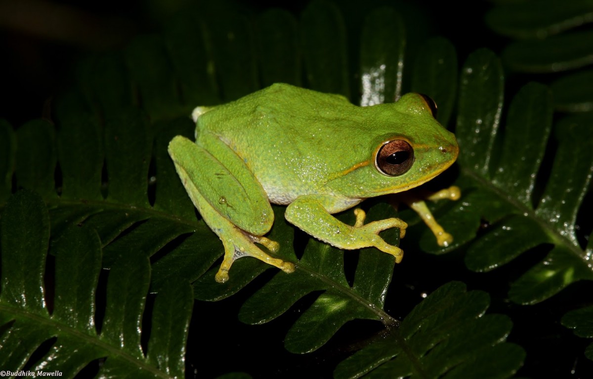 Pseudophilautus stuarti Manamendra-Arachchi & Pethiyagoda, 2005